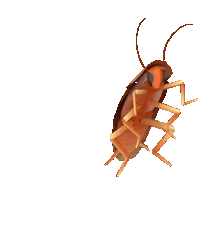 this failed to load but its a dancing cockroach